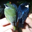 White-ruffed Manakin